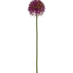 Allium ALLIUM-Gasper New