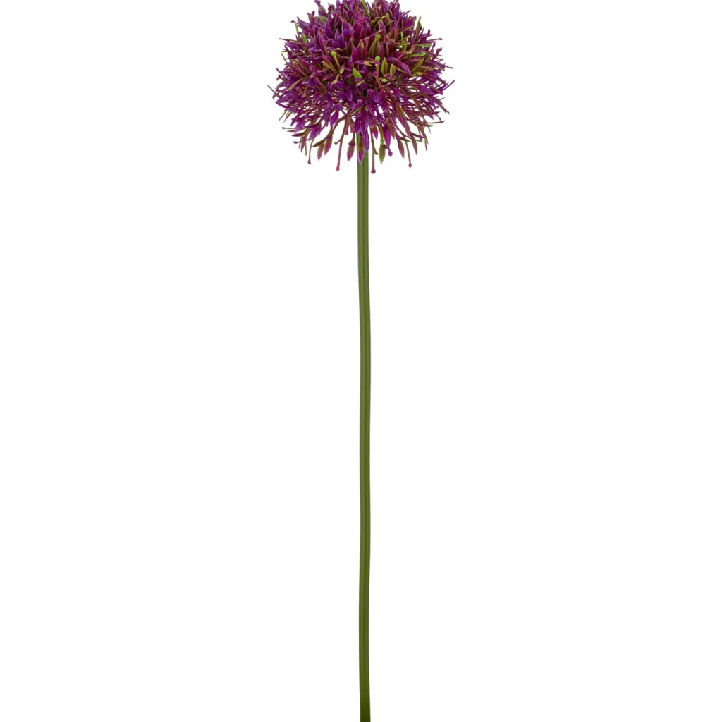 Allium ALLIUM-Gasper New