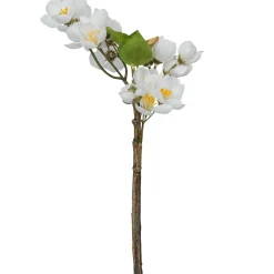 Apfelblütenzweig APFELBLÜTE