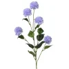 Bleuet FLOWER