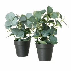 Eucalyptus en pot FLOWERS