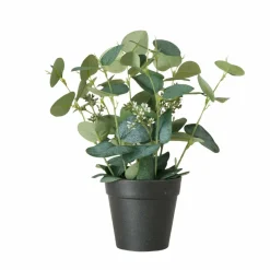 Eucalyptus en pot FLOWERS