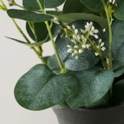 Eucalyptus en pot FLOWERS