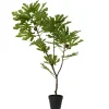 Figuier en pot TREE