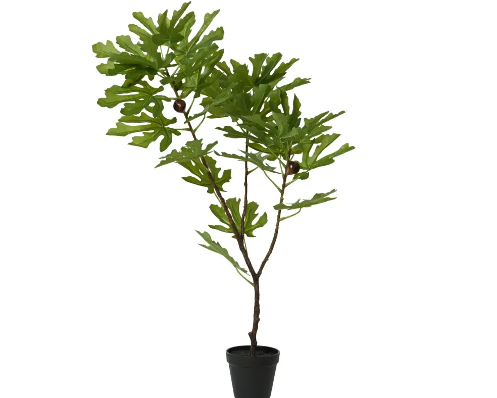 Figuier en pot TREE