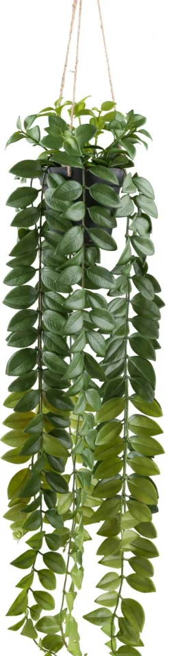 Grünpflanze im Topf COLUMNEA-Gasper Hot