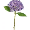 Hortensia FLOWERS