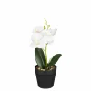 Orchidée blanche en pot 25cm ORCHIDEE-Edelman Online