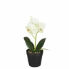 Orchidée blanche et verte en pot 25cm ORCHIDEE