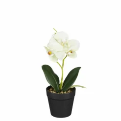Orchidée blanche et verte en pot 25cm ORCHIDEE