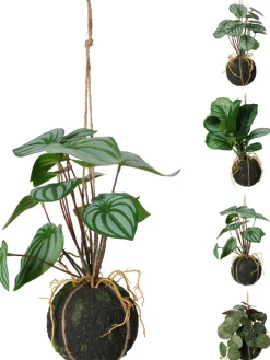 Plante à suspendre 30cm BOTANIC