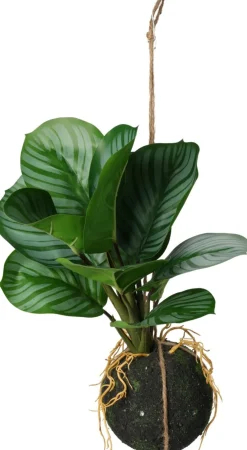 Plante à suspendre 30cm BOTANIC