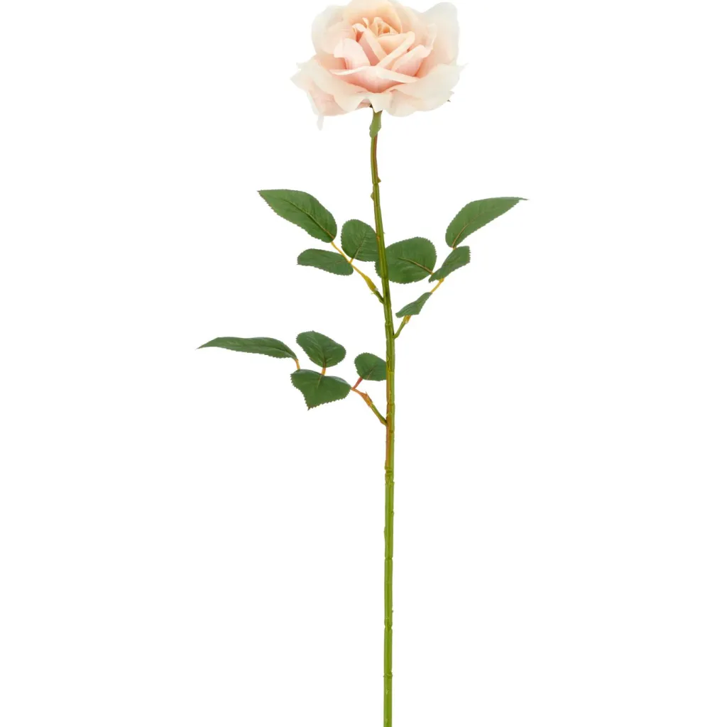 Rose REAL TOUCH-Gasper