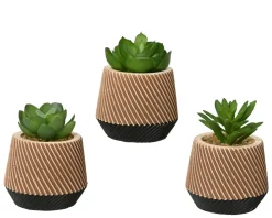 Succulente en pot DEKO