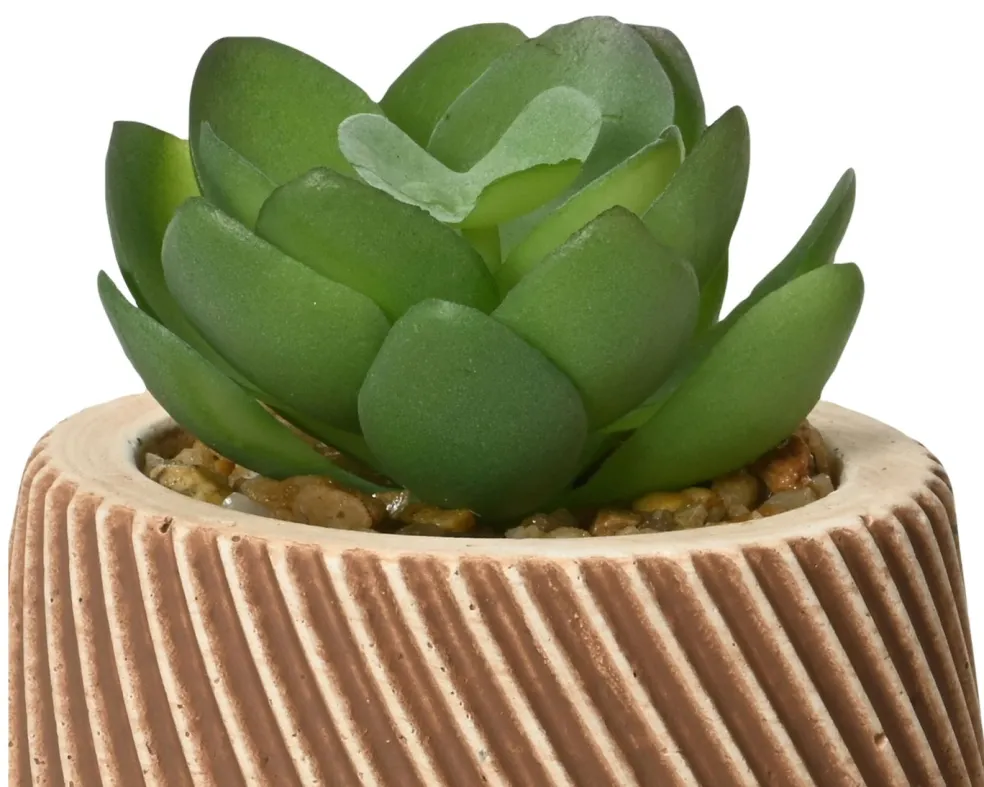 Succulente en pot DEKO