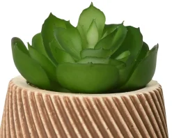 Succulente en pot DEKO