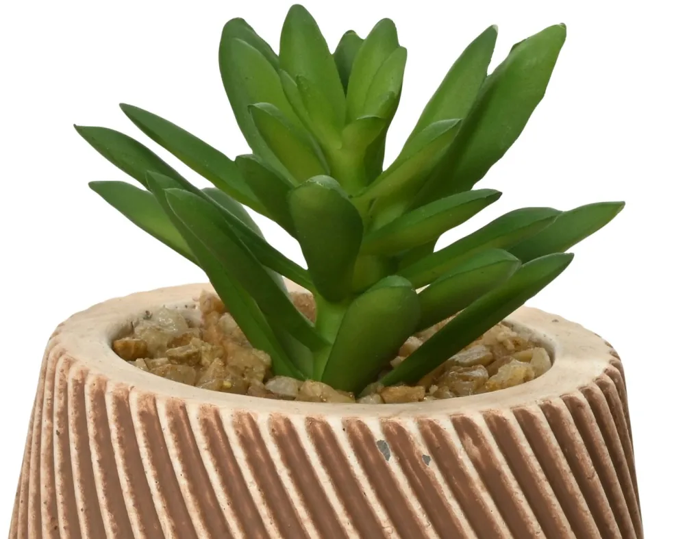 Succulente en pot DEKO